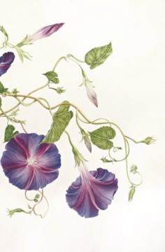 an illustration of purple flowers with green leaves