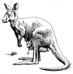 a drawing of a kangaroo standing on its hind legs