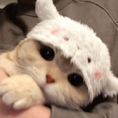 a person holding a cat wearing a bunny hat