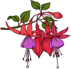 the flowers are red and purple with green leaves