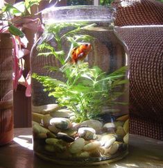 a fish tank filled with rocks and plants next to a potted plant on a table