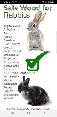 an animal that is sitting next to a rabbit and the words safe wood for rabbits