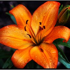 an orange lily with water droplets on it's petals and green leaves in the background