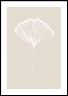 a white flower on a beige background in a black and white framed frame, with the petals