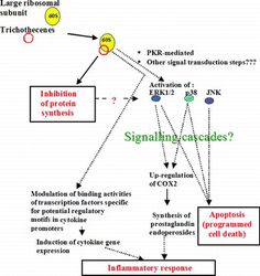 a diagram showing the steps in how to use an anti - aging mechanism