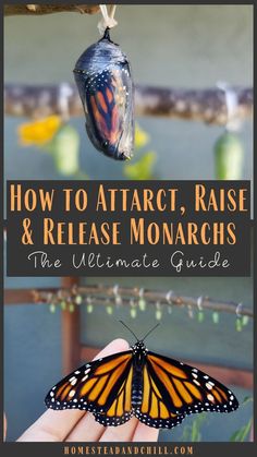 a monarch butterfly hanging from a tree branch with text overlay reading how to attract, raise and release monarchs the ultimate guide