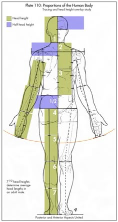 the diagram shows how to measure your body's height