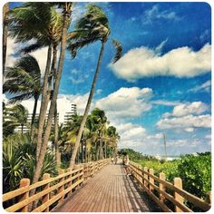 a wooden walkway surrounded by palm trees on a sunny day with blue sky and clouds