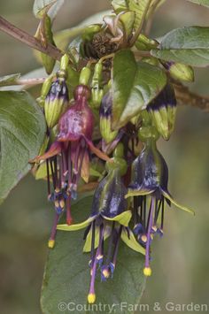 purple and yellow flowers growing on a tree branch