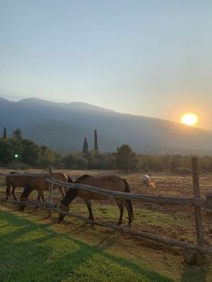 three horses grazing on grass behind a wooden fence with the sun setting in the background