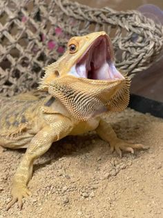 a lizard with its mouth open and it's mouth wide open