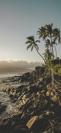 palm trees line the rocky shoreline at sunset