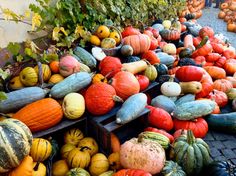 many different types of gourds are on display