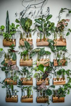 a wall mounted with lots of plants in glass vases on wooden boards that say house