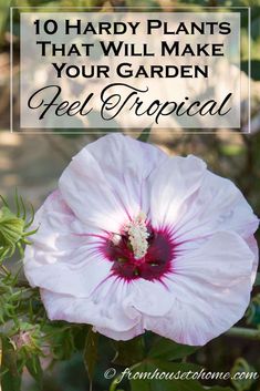 a white flower with the words 10 handy plants that will make your garden feel tropical