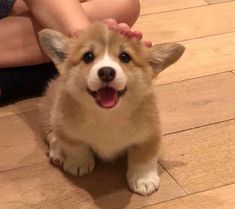 a small brown and white dog sitting on top of a wooden floor next to a persons hand