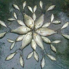 a bunch of fish that are laying on the ground