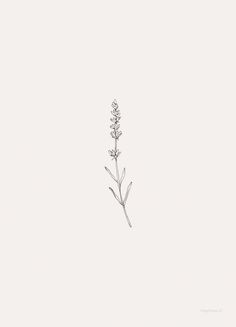 a drawing of a flower on a white background