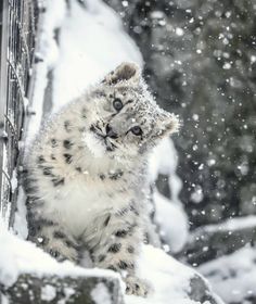 a snow leopard cub standing on its hind legs in the snow