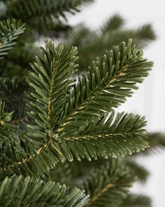 closeup of green needles on a pine tree