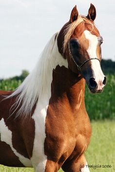 a brown and white horse standing on top of a lush green field