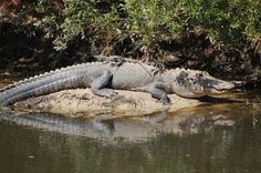 an alligator laying on top of a rock in the water