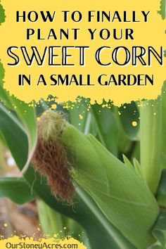 corn on the cob with text overlay how to finally plant your sweet corn in a small garden