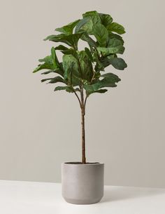 a potted plant sitting on top of a white table next to a gray wall