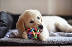 a puppy chewing on a toy with it's paws