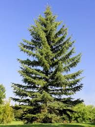 a tall pine tree sitting in the middle of a lush green field