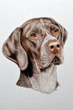 a drawing of a dog's head is shown