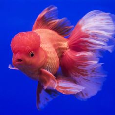 a goldfish with red and white feathers swimming in an aquarium