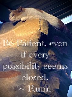 a white cat laying on top of a rock with a quote below it that says, be patient, even if every possibity seems closed, rummi