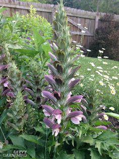 purple and white flowers in a garden next to a fence