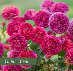 pink and red flowers with the words garbel oak on it's side