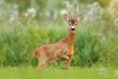 a deer standing in the grass with its head turned to the side and it's eyes wide open