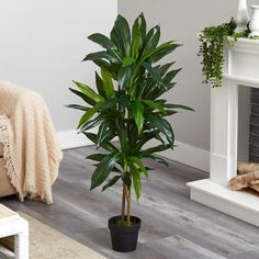 a potted plant sitting on top of a wooden floor next to a fire place