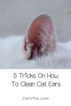 a cat's head with the words 5 tricks on how to clean cat ears