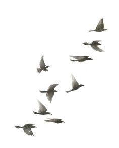 a flock of birds flying across a white sky