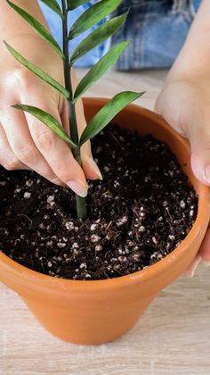 a person is holding a plant in a pot with dirt on the ground and one hand reaching for it