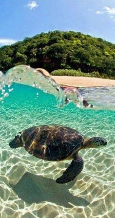 an image of a turtle swimming in the ocean with water bubbles and trees behind it