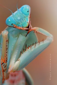 a close up of a blue praying mantissa