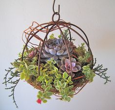 a hanging planter filled with succulents and plants