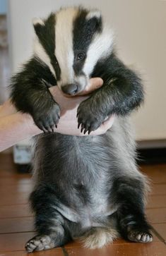 a baby badger being petted by someone's hand while sitting on the floor