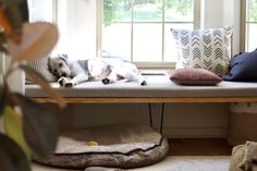 a dog laying on a bench in front of a window with pillows and blankets around it