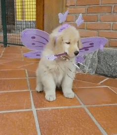 a puppy is dressed up as a fairy with purple wings on its head and tail