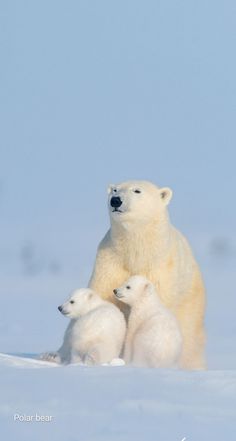 an adult polar bear with two cubs on the snow in front of it's mother