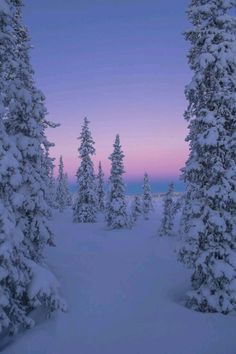 snow covered pine trees in the distance at dusk with pink and blue sky behind them