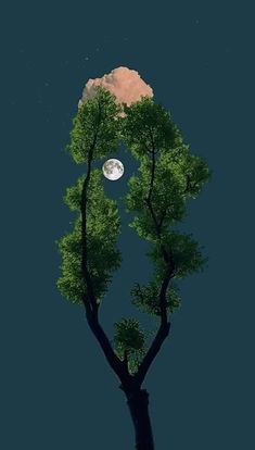 a tree with the moon in the background