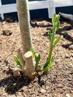 a small green plant growing out of the ground